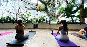Yoga at The Green Planet